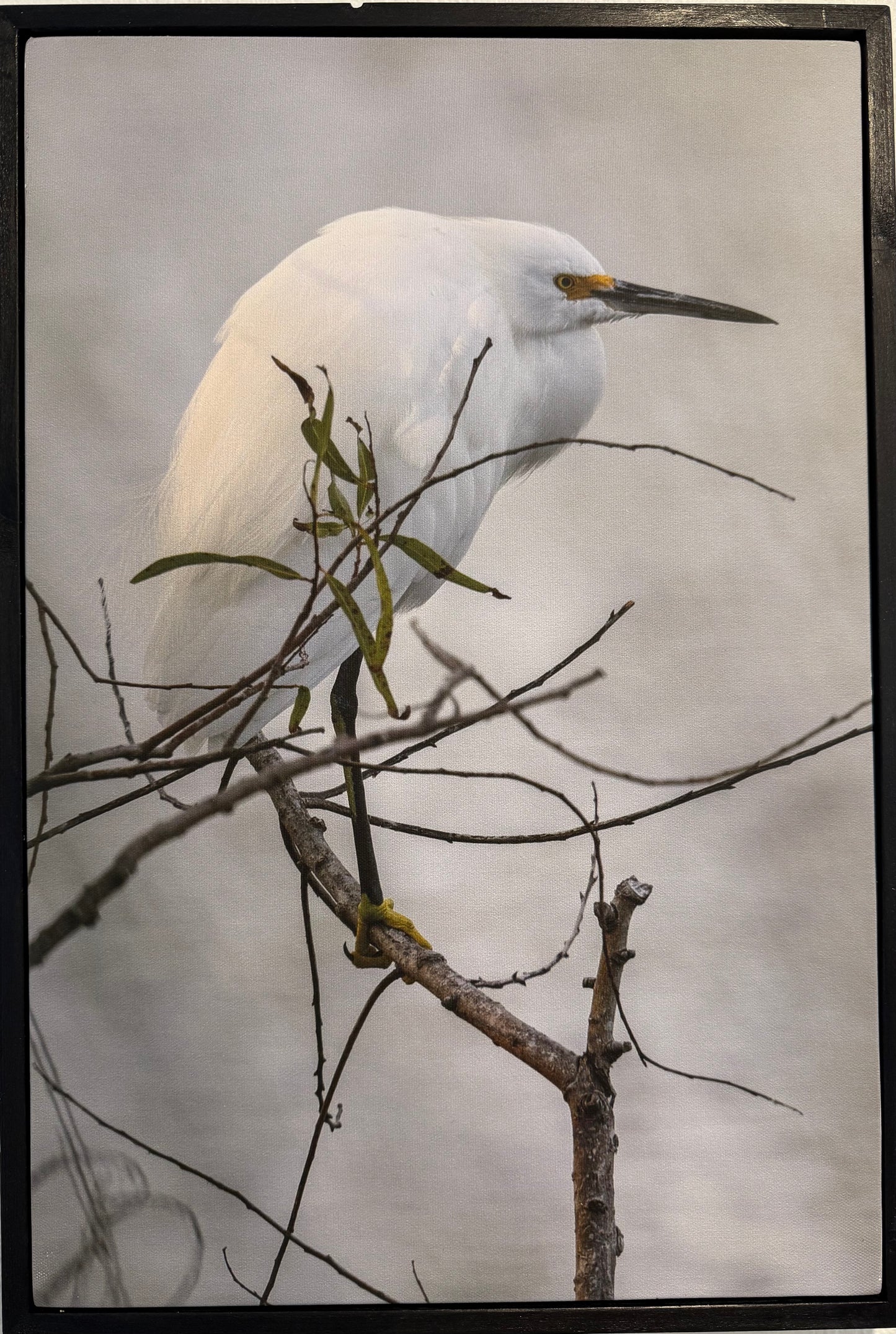 Snowy Egret