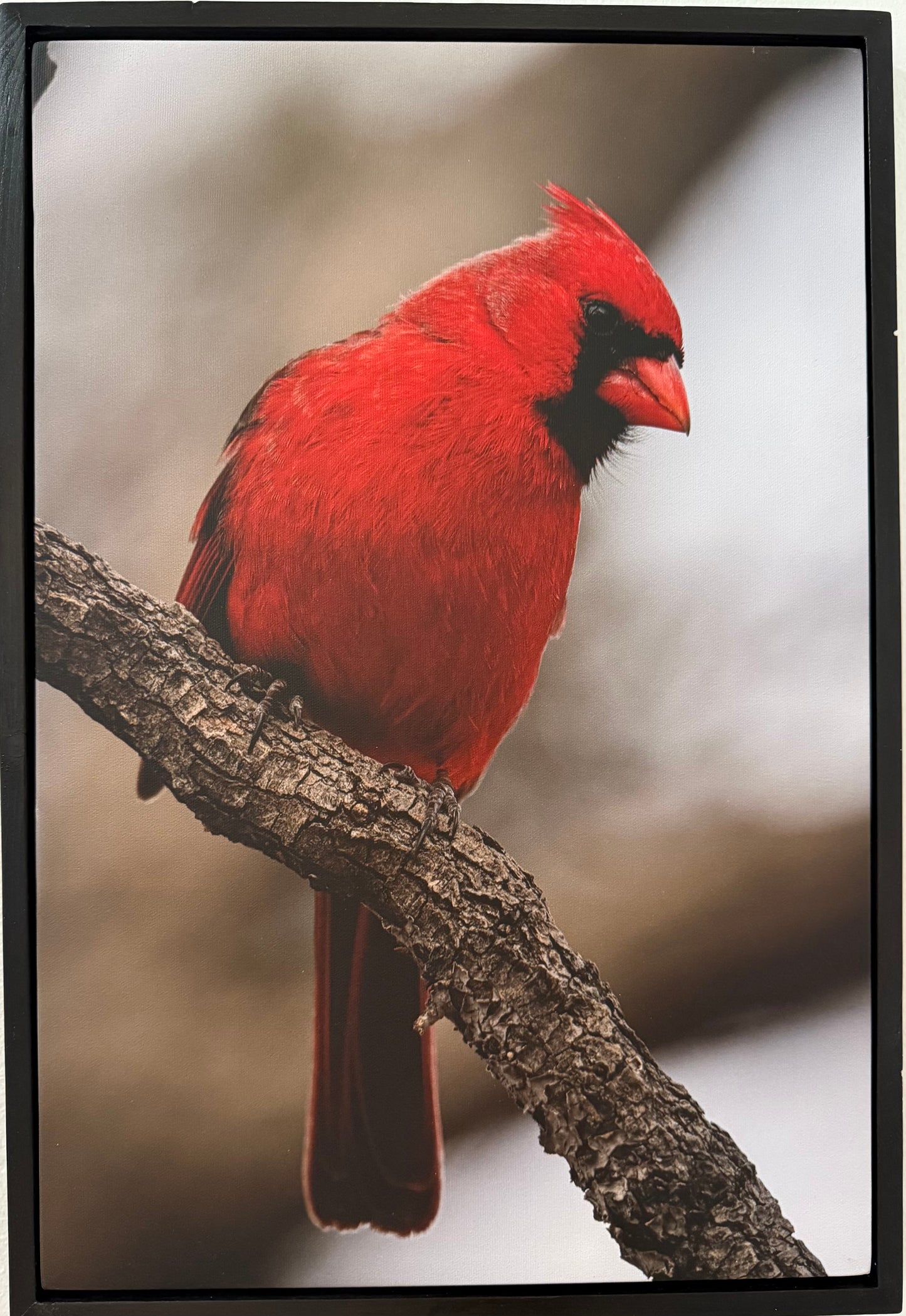 Cardinal