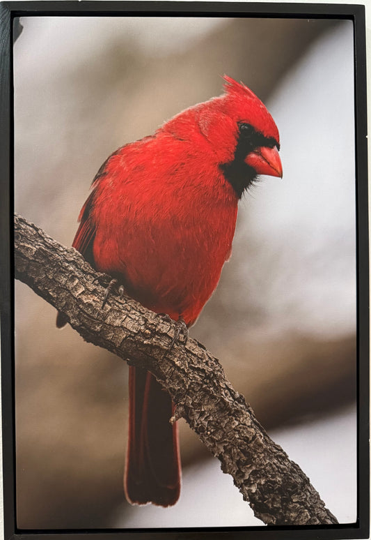 Cardinal