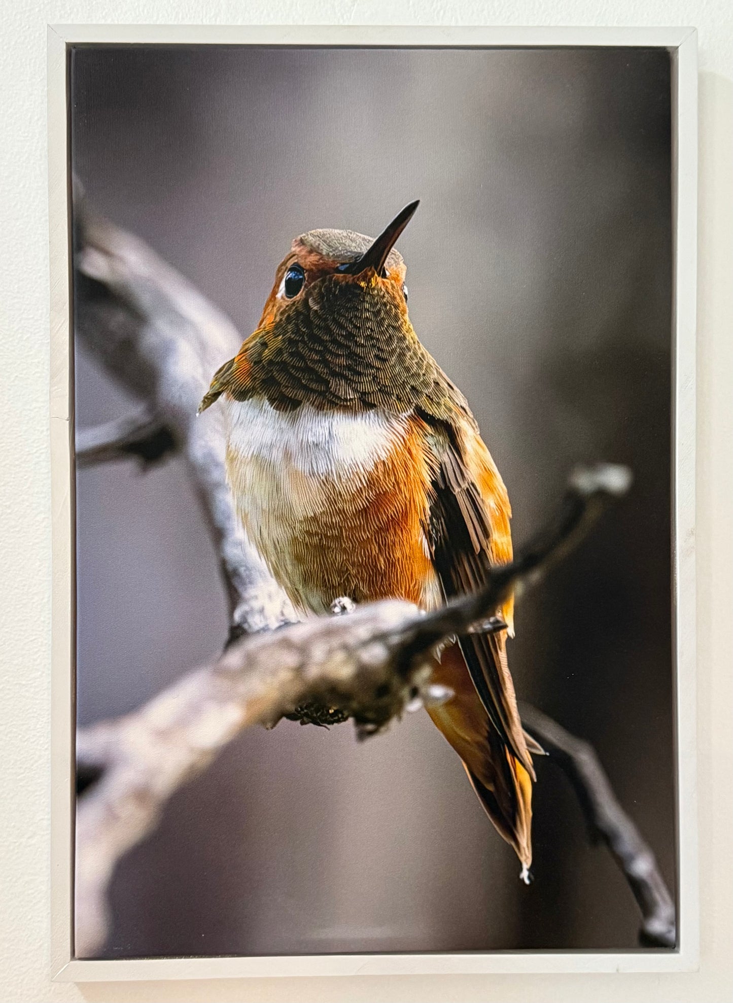 Humming Bird