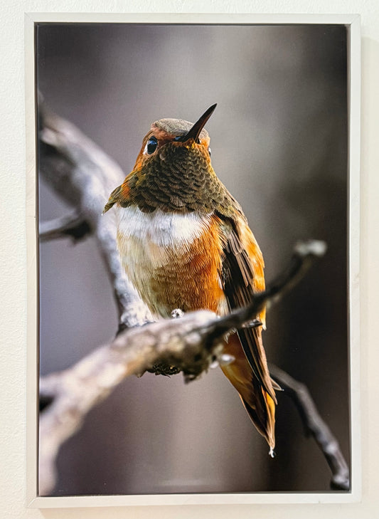 Humming Bird