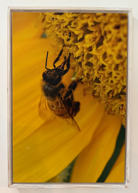 Bee in flower