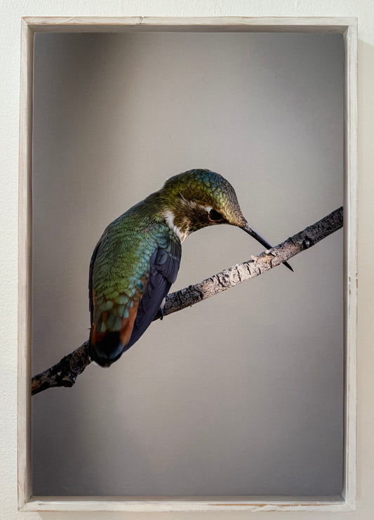 Humming Bird Photo