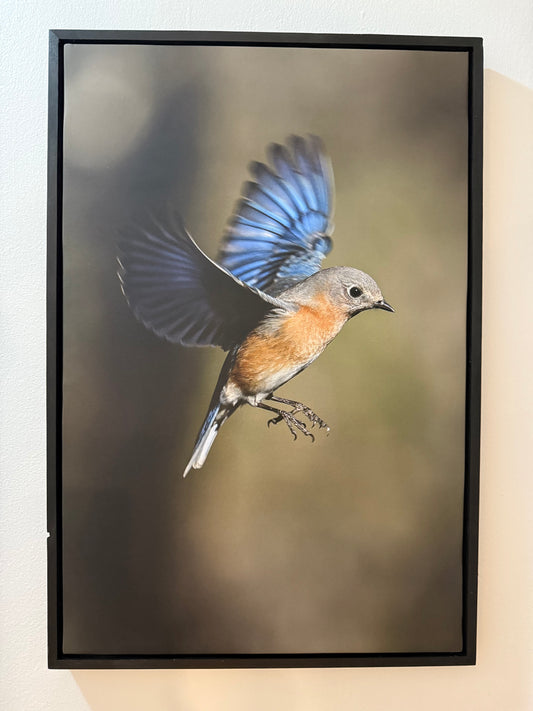 Eastern Bluebird