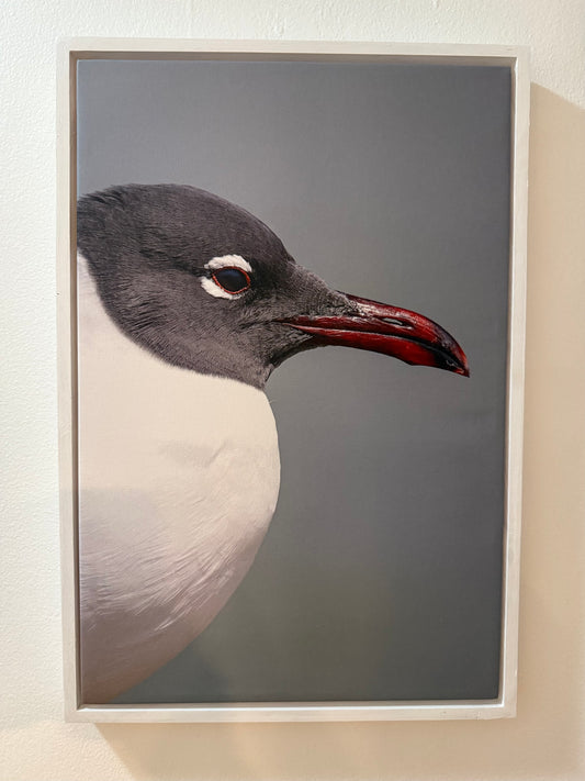 Laughing Gull