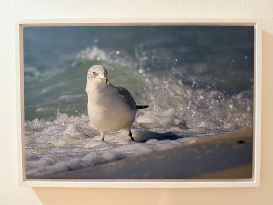 Ring-billed gull