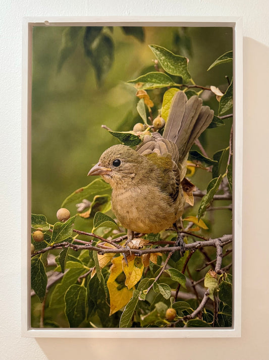 Female Painted Bunting