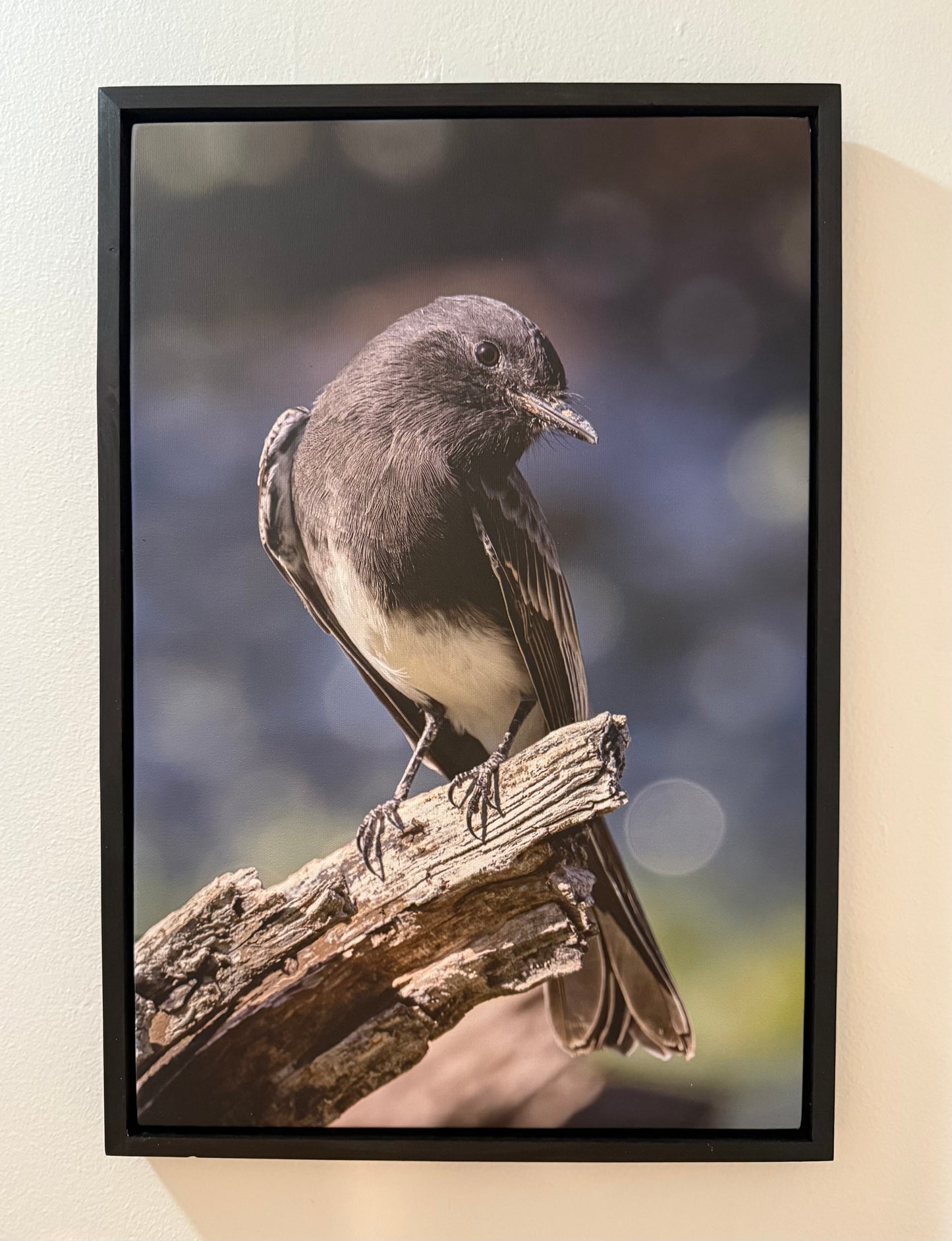 Black Phoebe