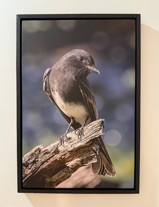 Black Phoebe