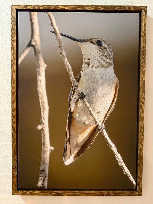 Hummingbird