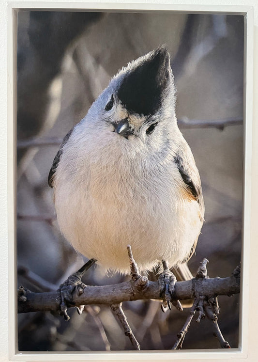 BLACK CRESTED TITMOUSE