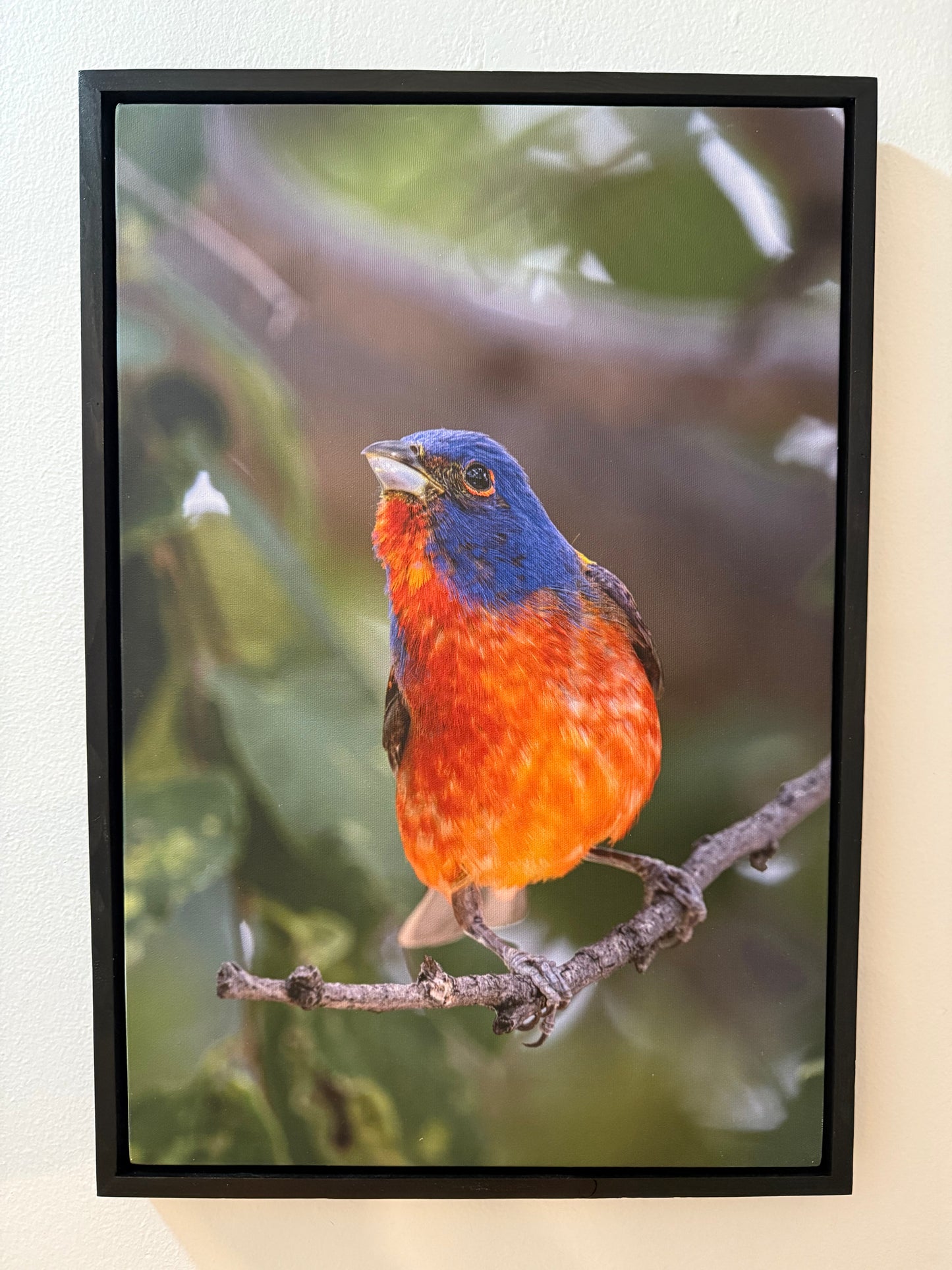 Male Painted Bunting